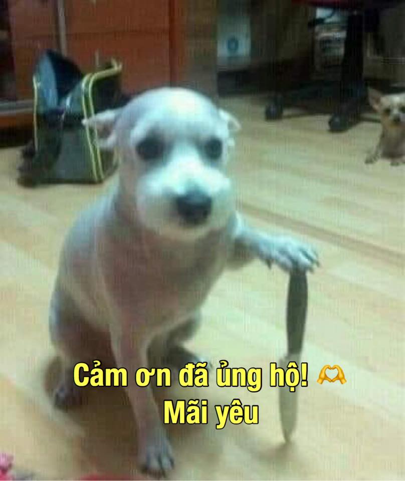 Bộ sưu tập 99+ ảnh meme cảm ơn hài hước, bao lầy lội